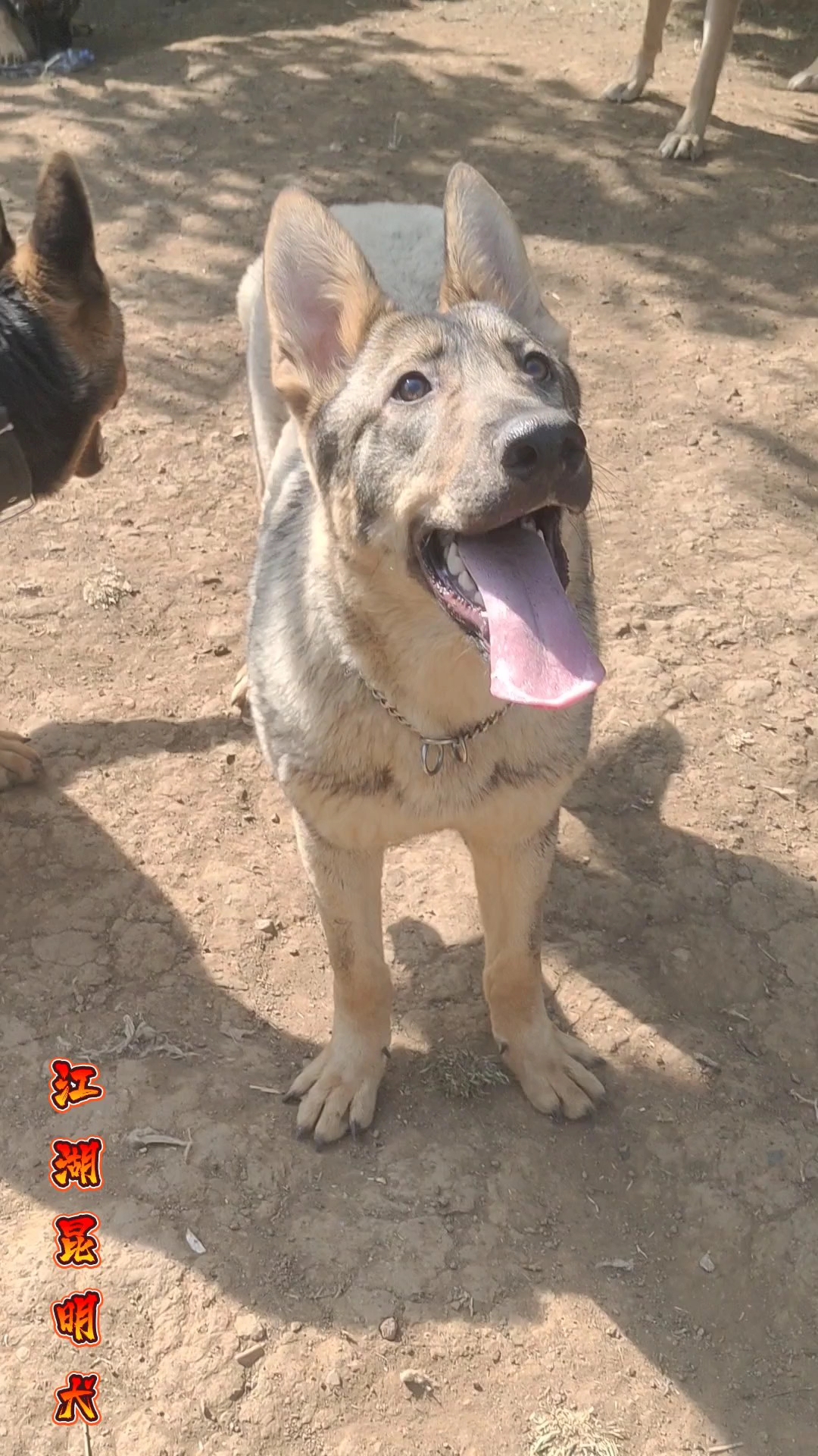 昆明犬价格图片