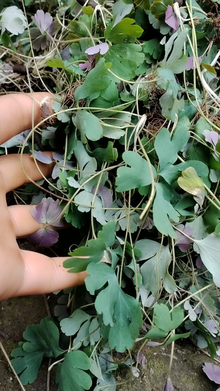 好山好水出好药材,药材还是大山里的才正宗,千年老鼠屎