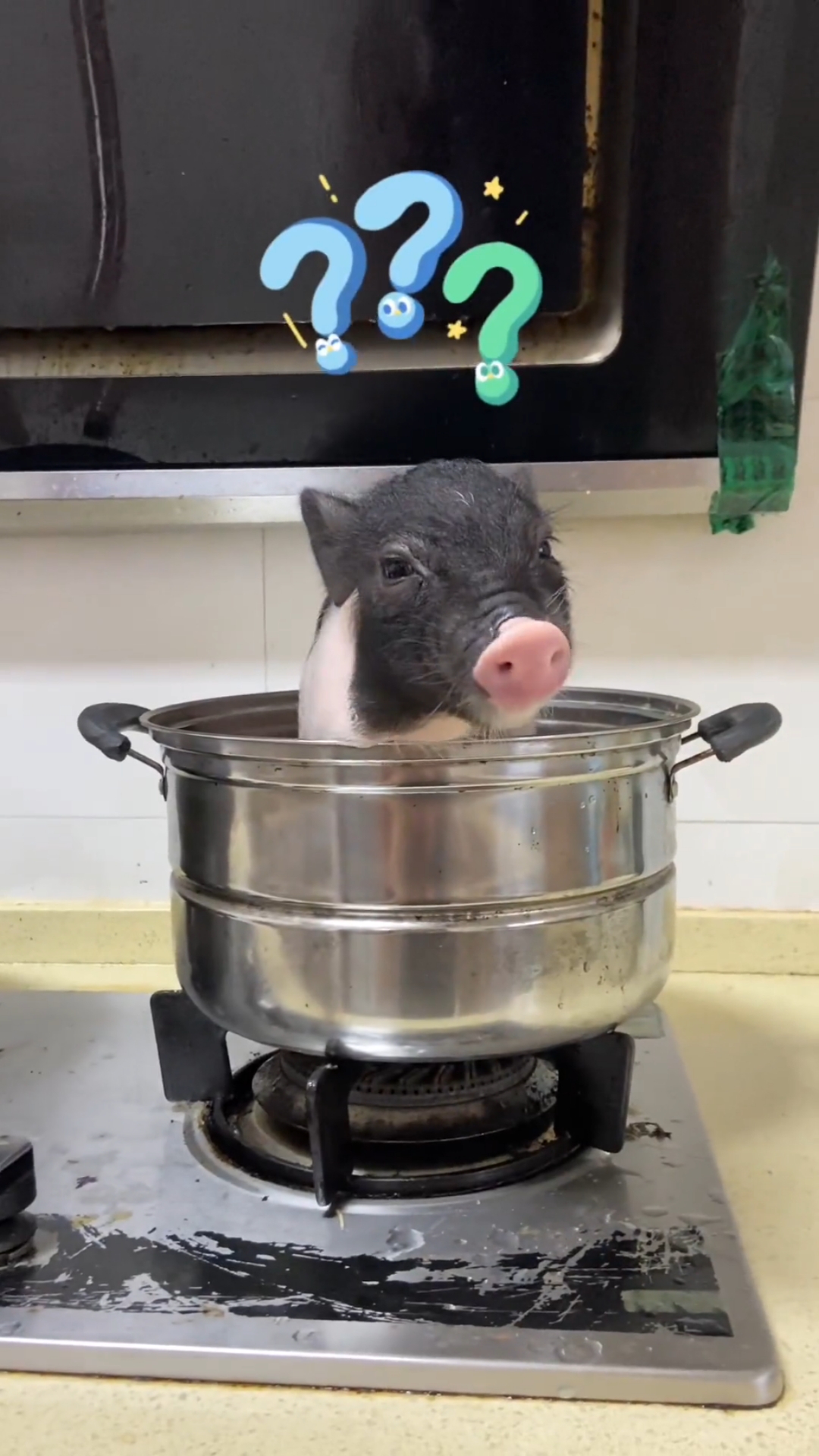 这个宠物猪听得懂人话,和主人沟通交流毫无障碍,简直要成精了