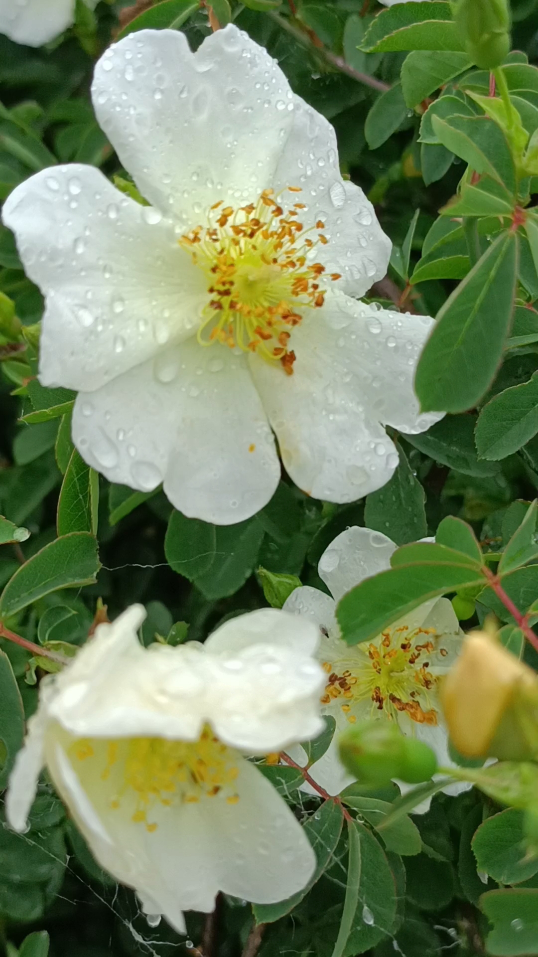 雨以的花带着水珠更美