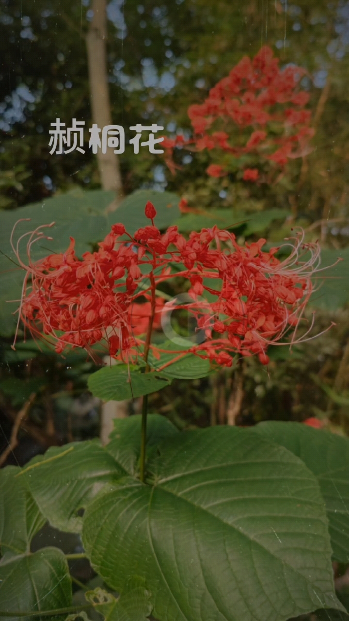 又名状元红:"谁道花无红十日,此花日日醉潮红"