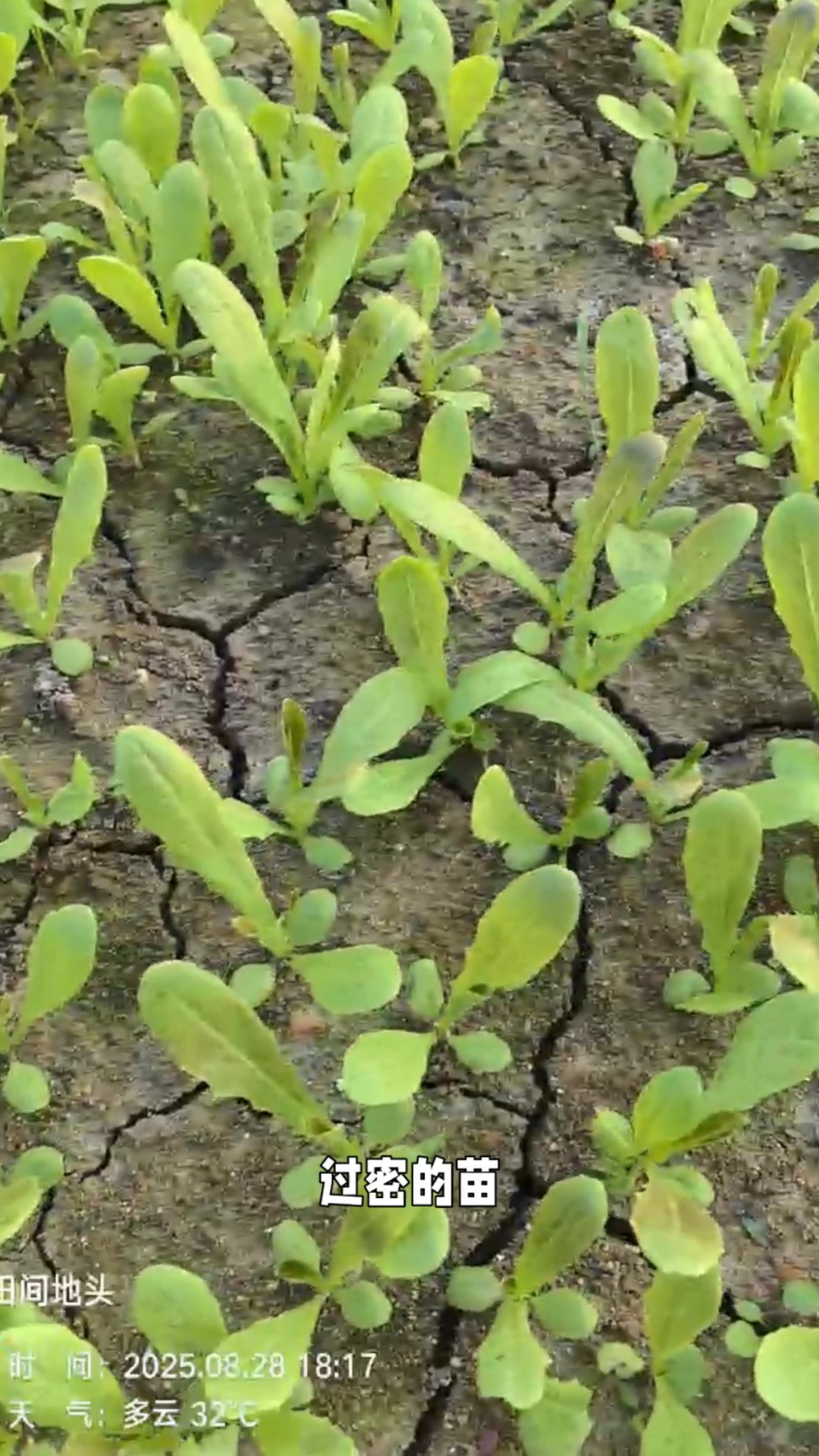莴笋苗两叶期管理秘诀
