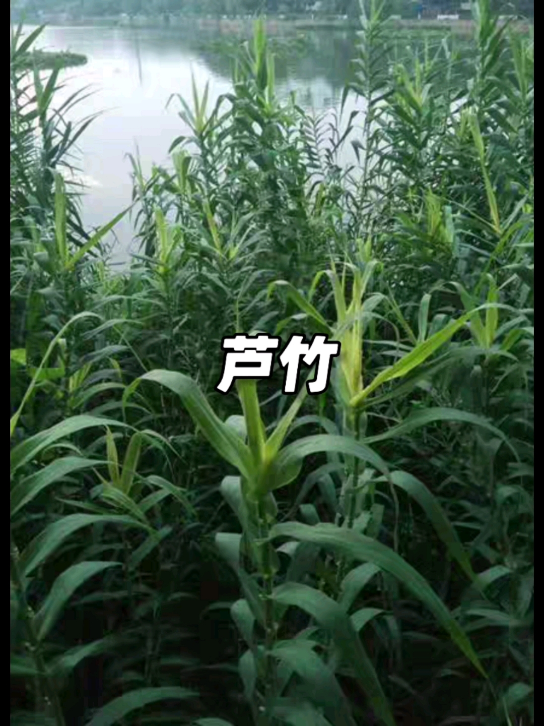 青叶芦竹青叶芦竹