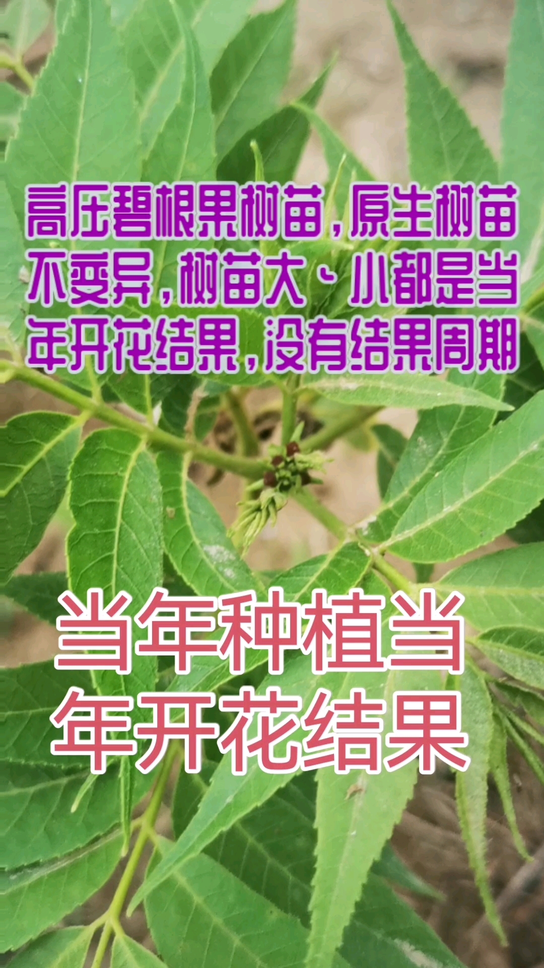 碧根果开花图片