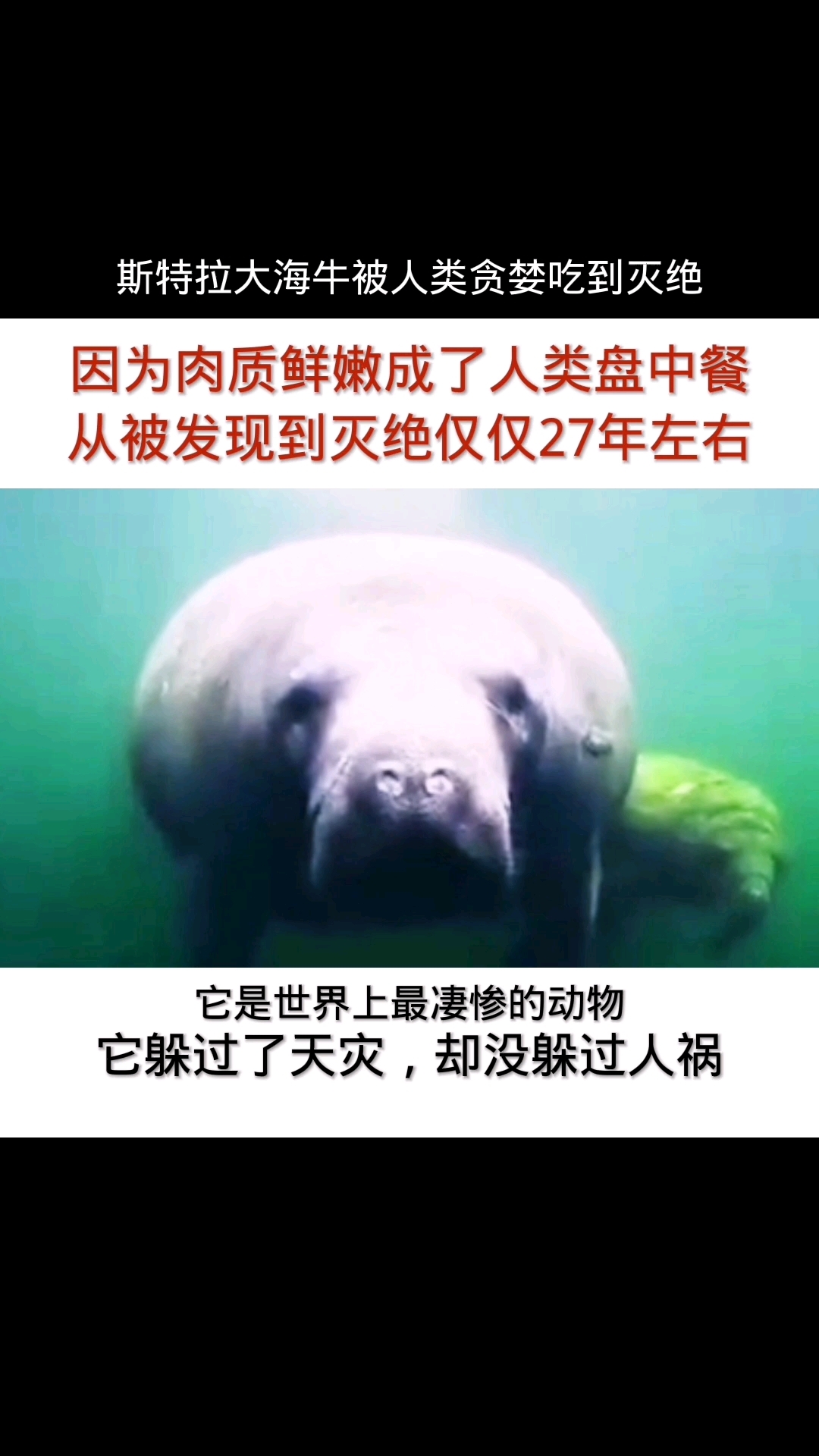 海牛的祖先图片