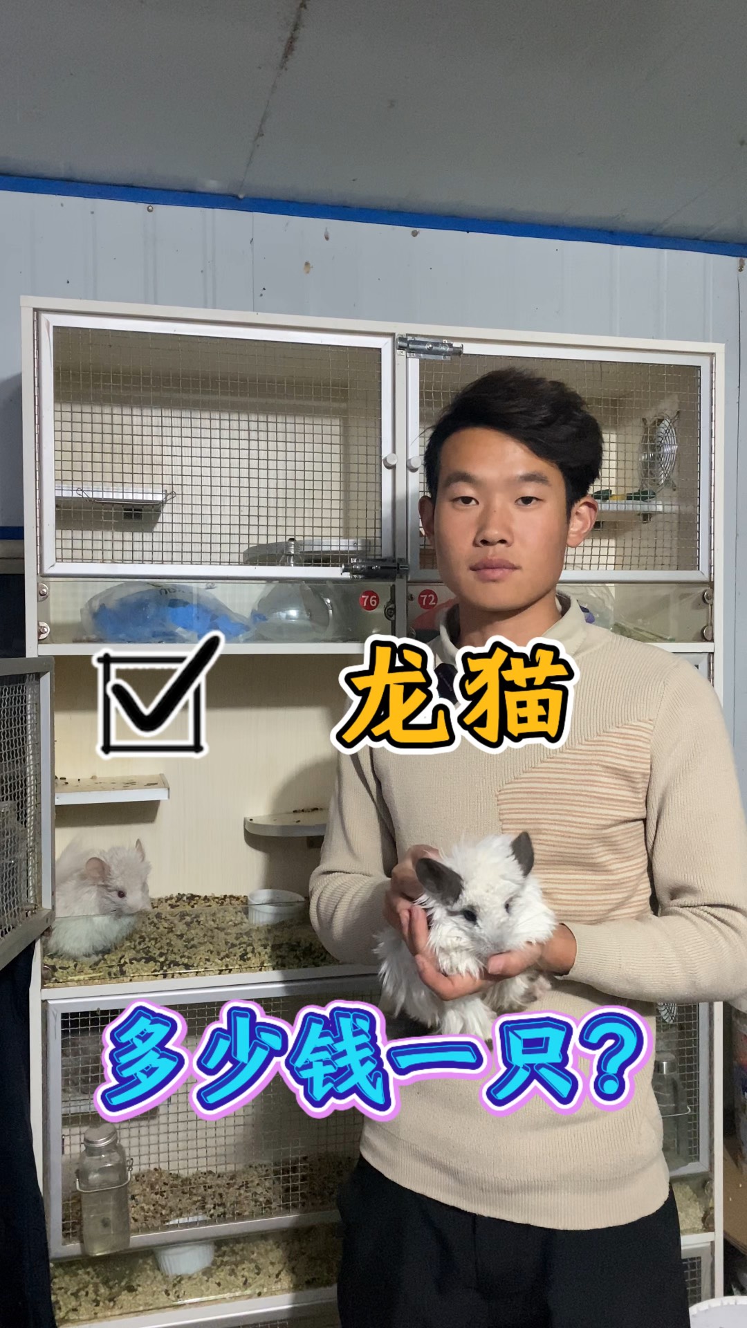 银斑龙猫多少钱一只图片