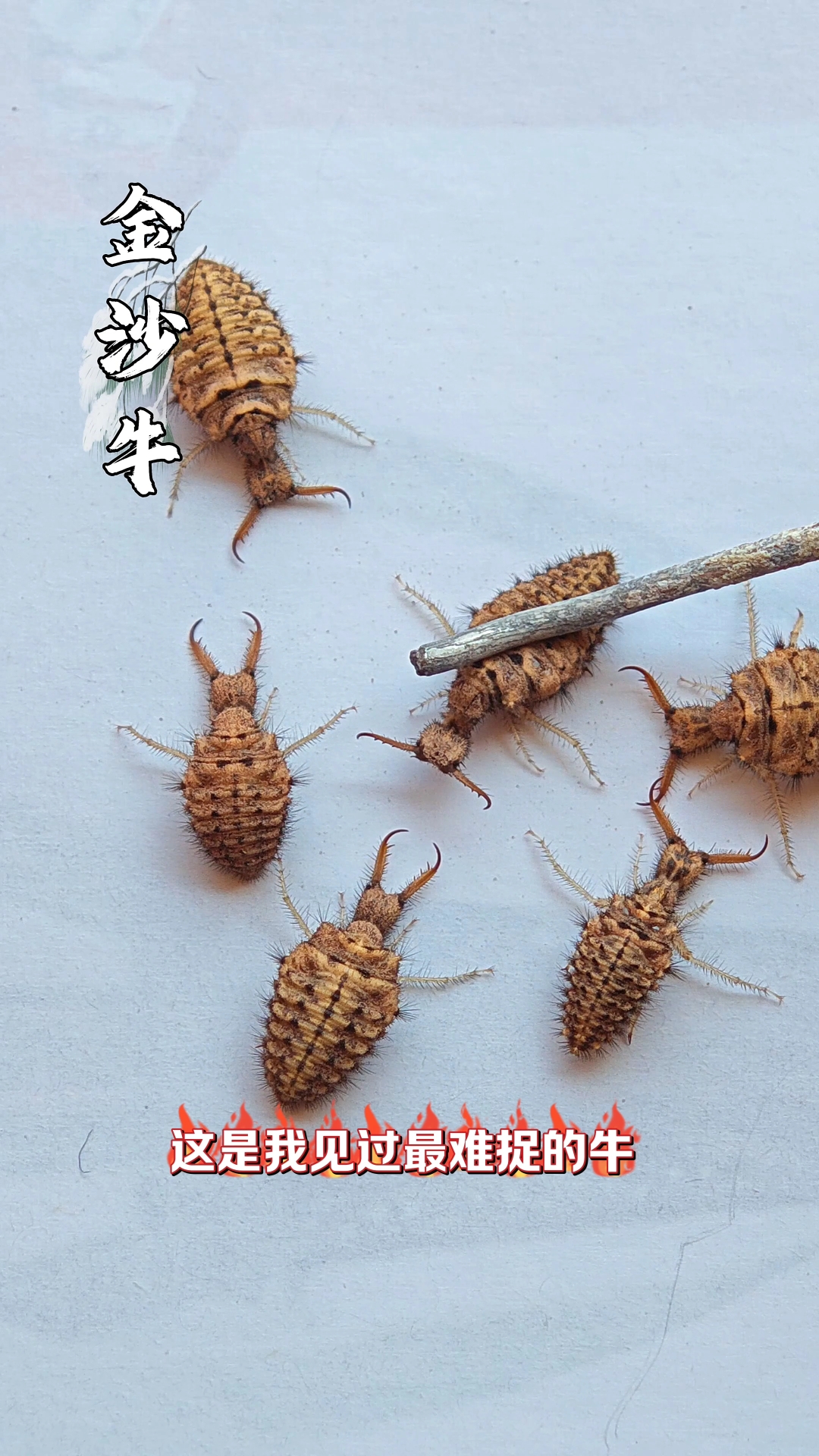 世界上最小的牛,金沙牛