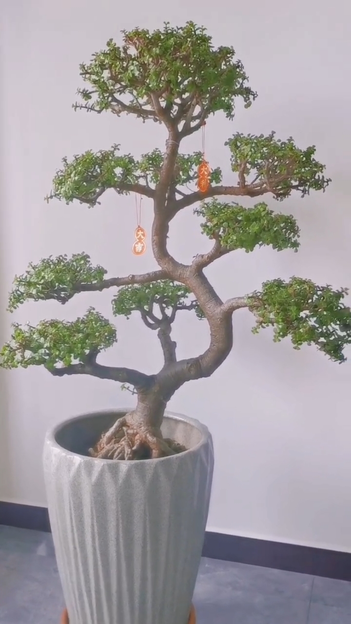 老桩金枝玉叶造型有喜欢的不