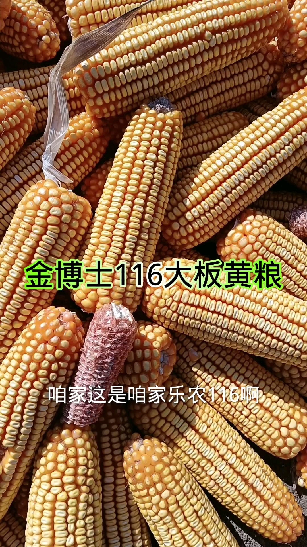 金博士3107玉米籽特图片