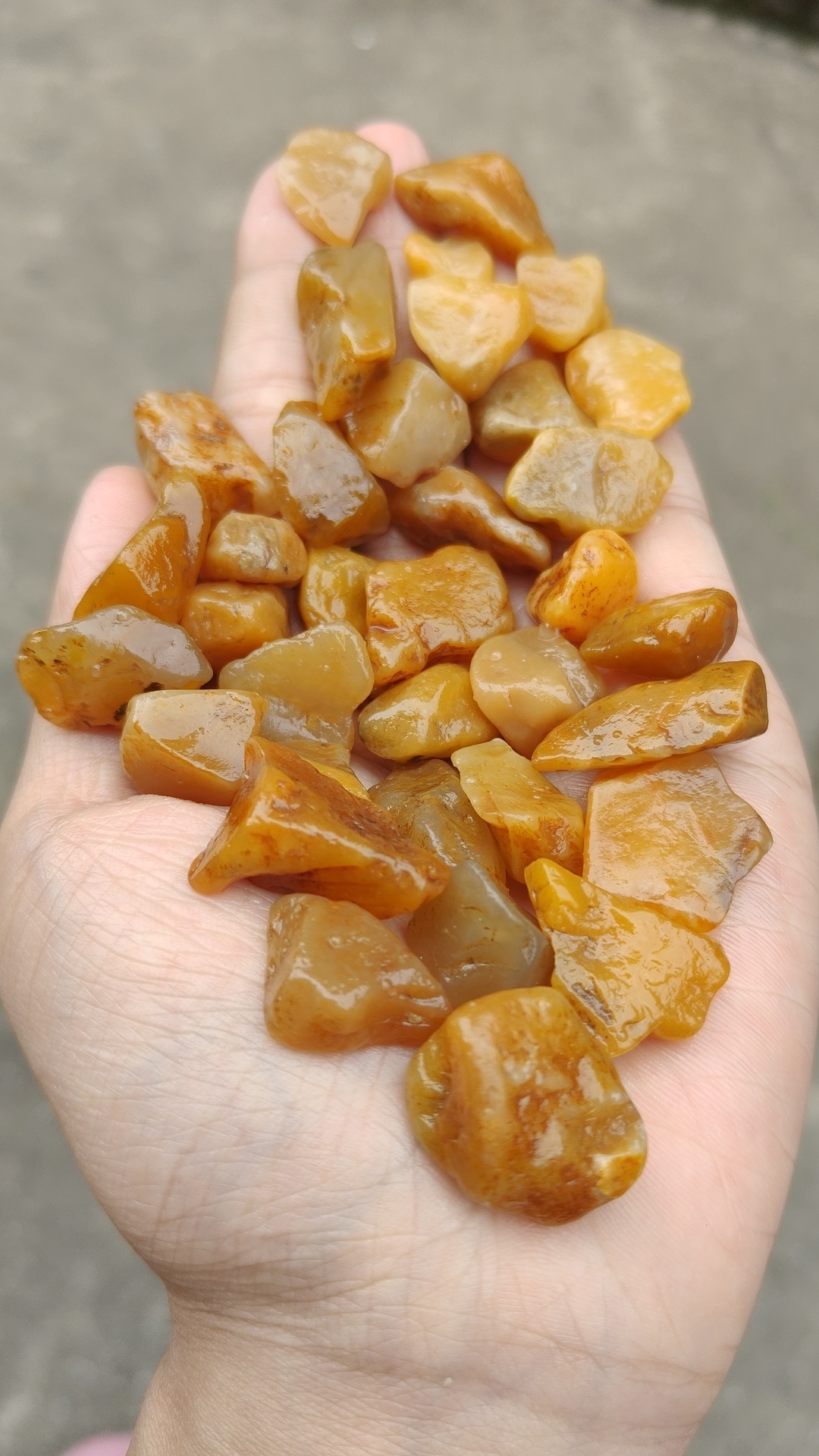 寿山溪田黄原石皮,肉细黄皮,转