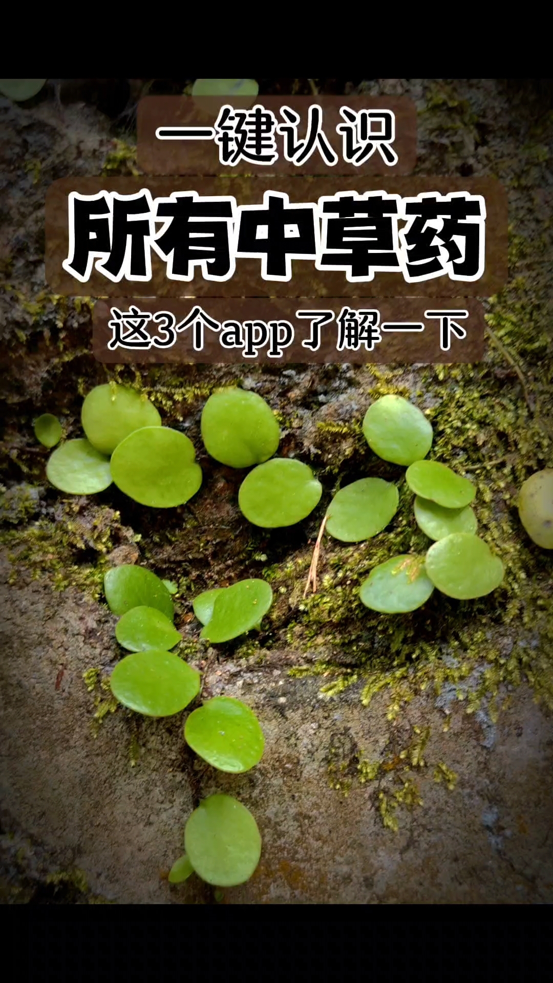 除了专业软件,微信扫一扫现在也能认草药#中草药