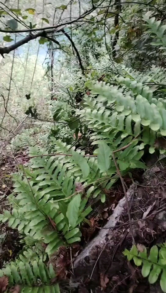 骨碎补苗图片图片