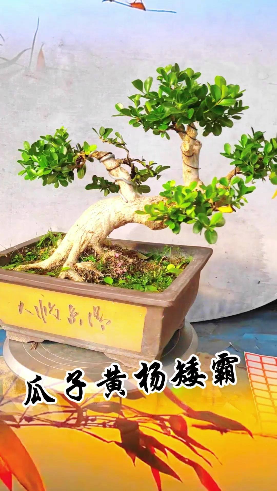 盆景新品造型瓜子黄杨