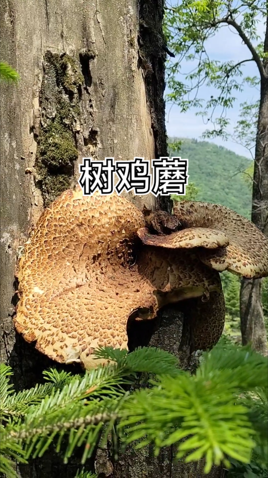 6月的东北大森林生长着一种宝贝,叫树鸡蘑,超级好吃
