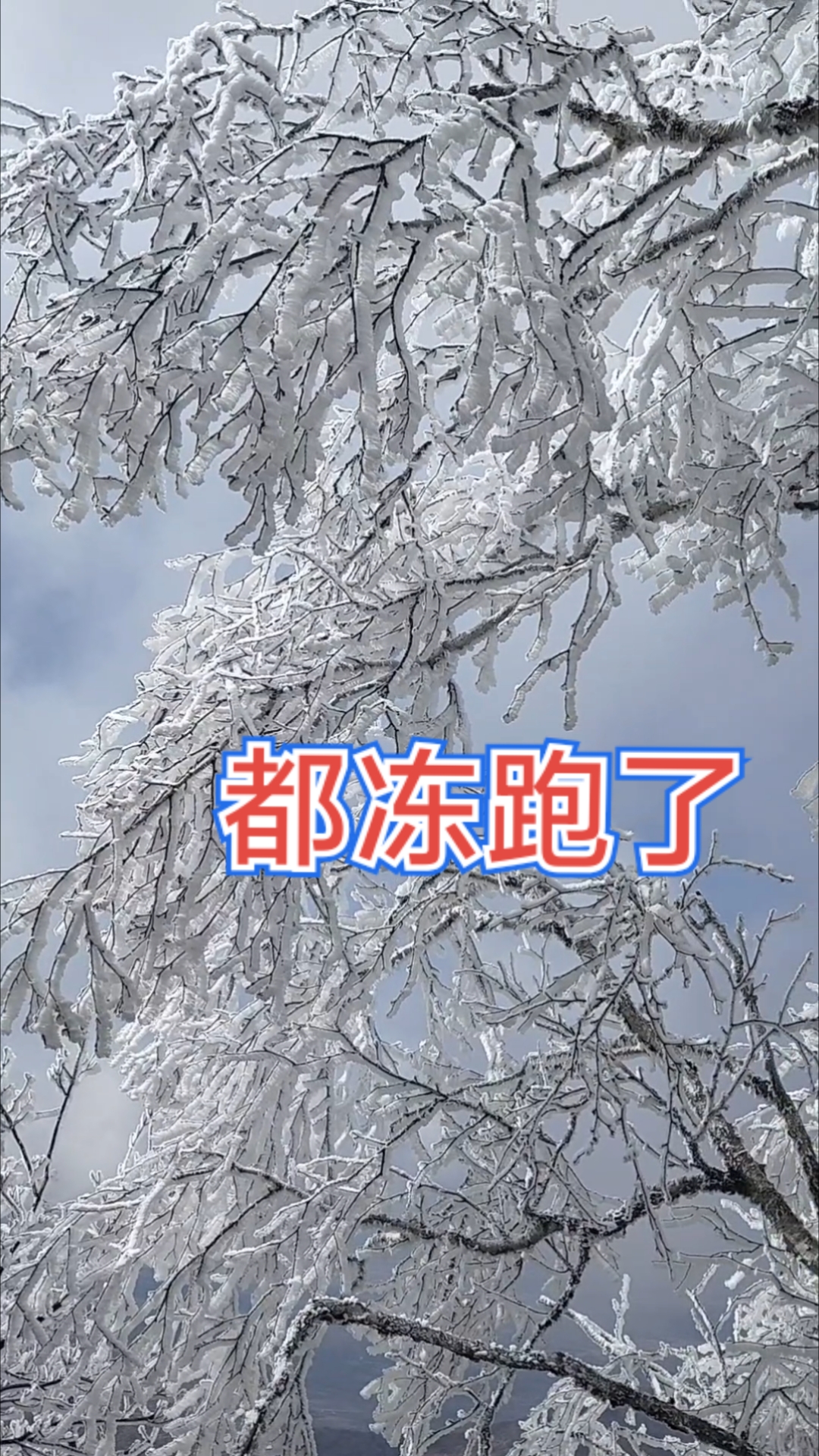 吉林突然一场大雪来了,手冻的像猫咬似的,太冷了