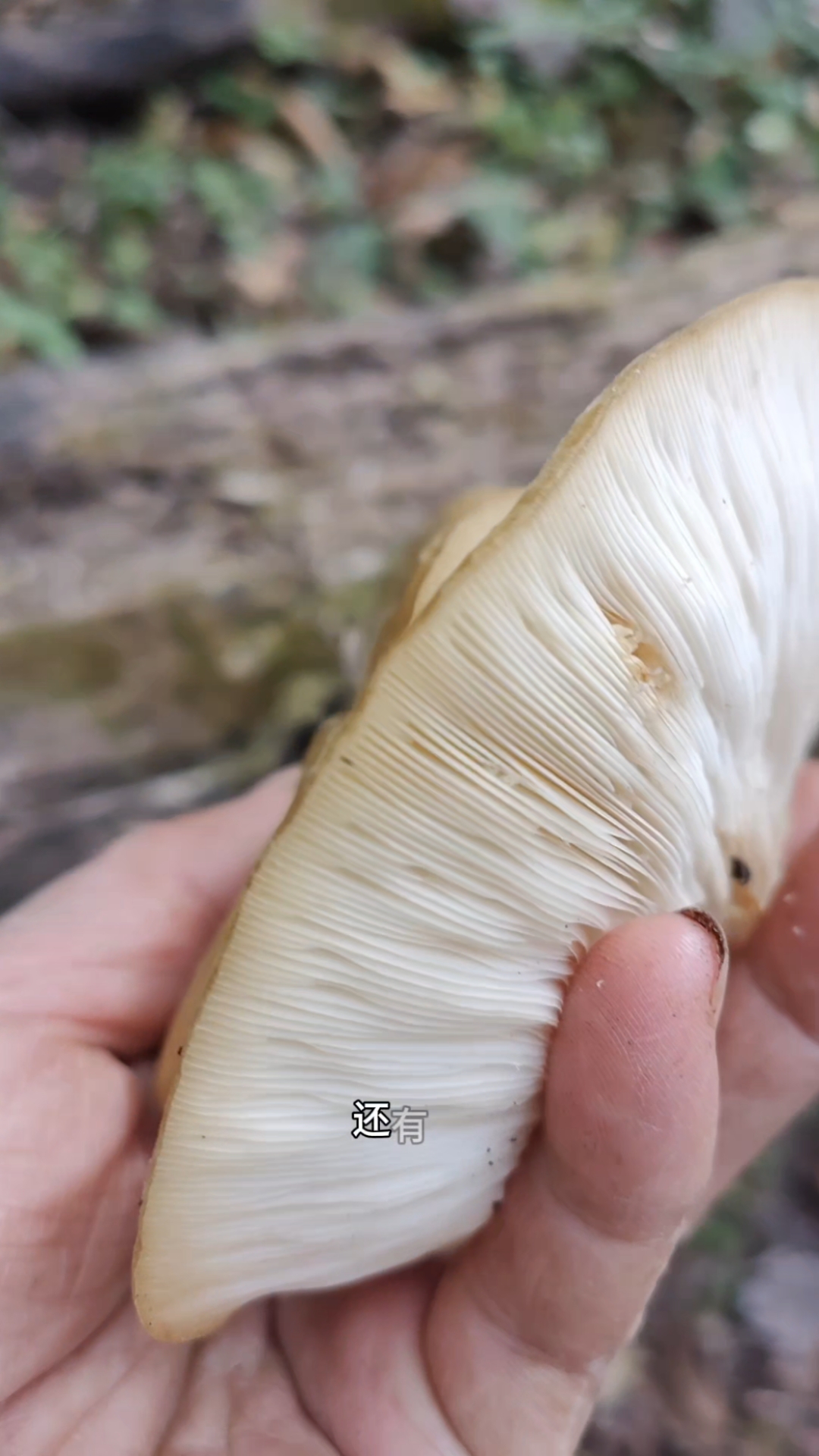 东北野生冻蘑今年太多了,进山就有大收获