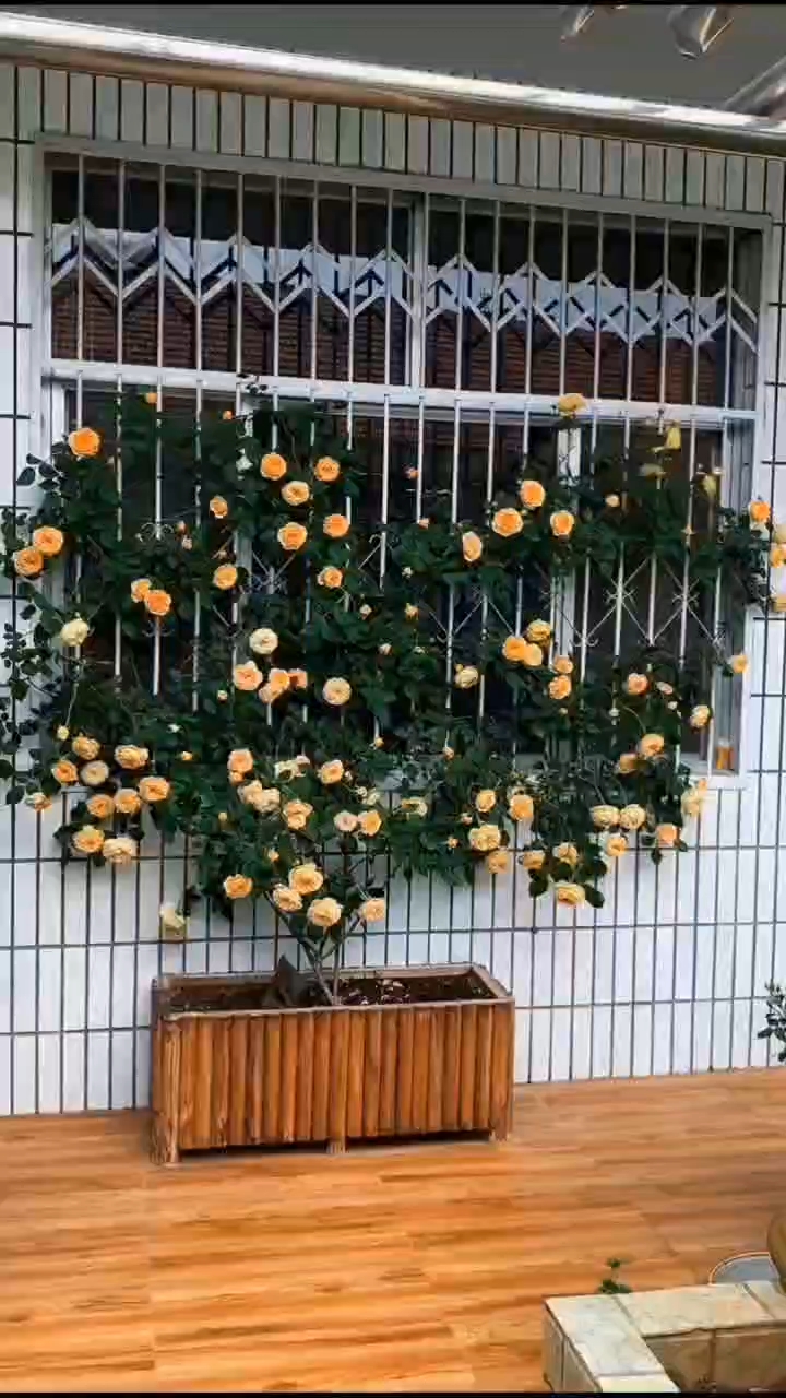 这是一款非常经典的爬藤月季,玛格丽特王妃.#爬藤月季#月季