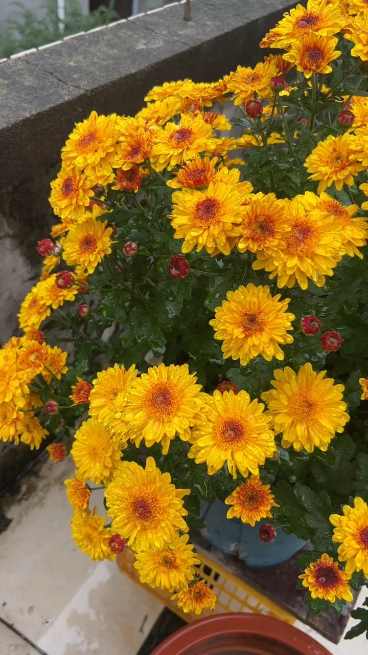 雨中菊花图片