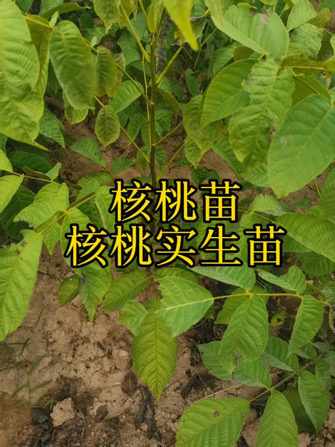 核桃苗