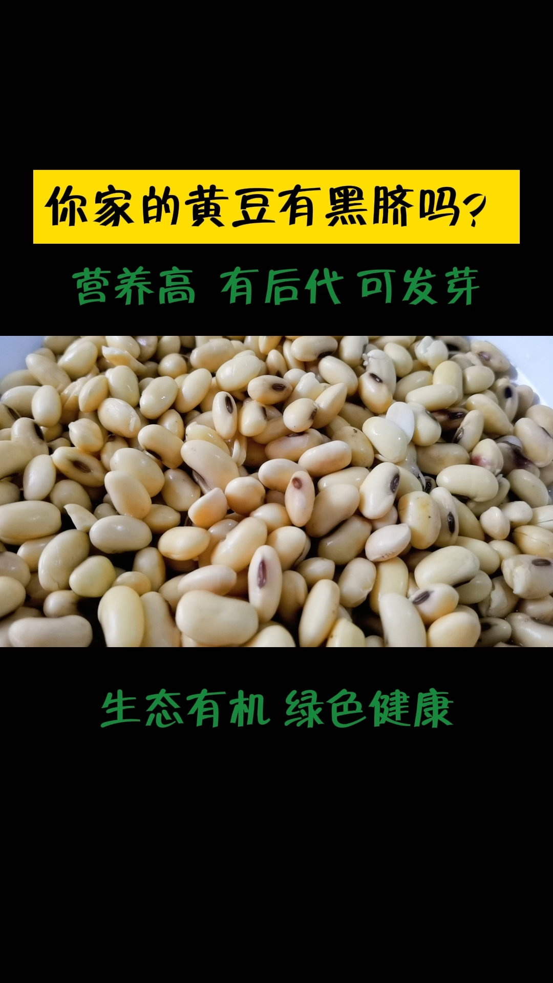 东生6号大豆品种简介图片