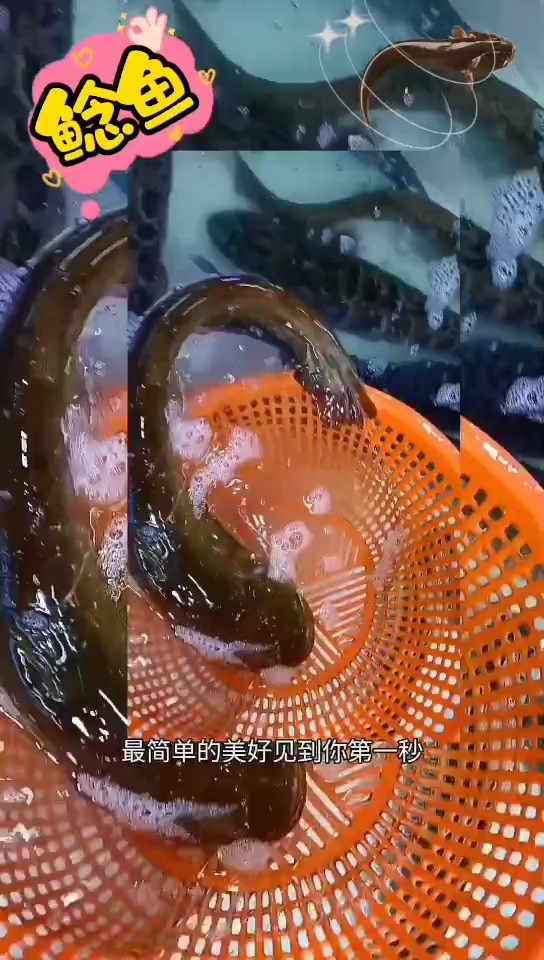 鲶鱼长有胡须,身体扁扁长长的,游姿优雅,肉质鲜甜美味
