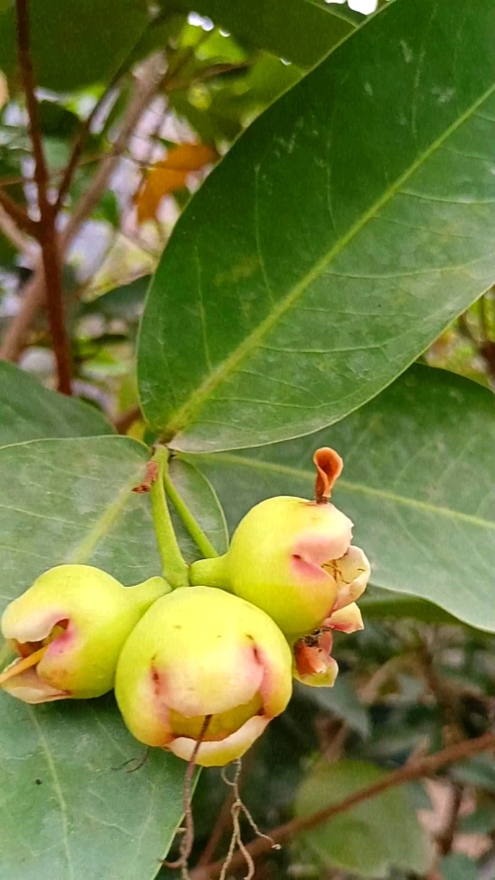 洋蒲桃果子顶尖红红的,清爽多汁,好看又好吃