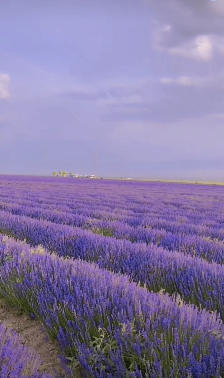 薰衣草花海,浪漫的爱情之旅.