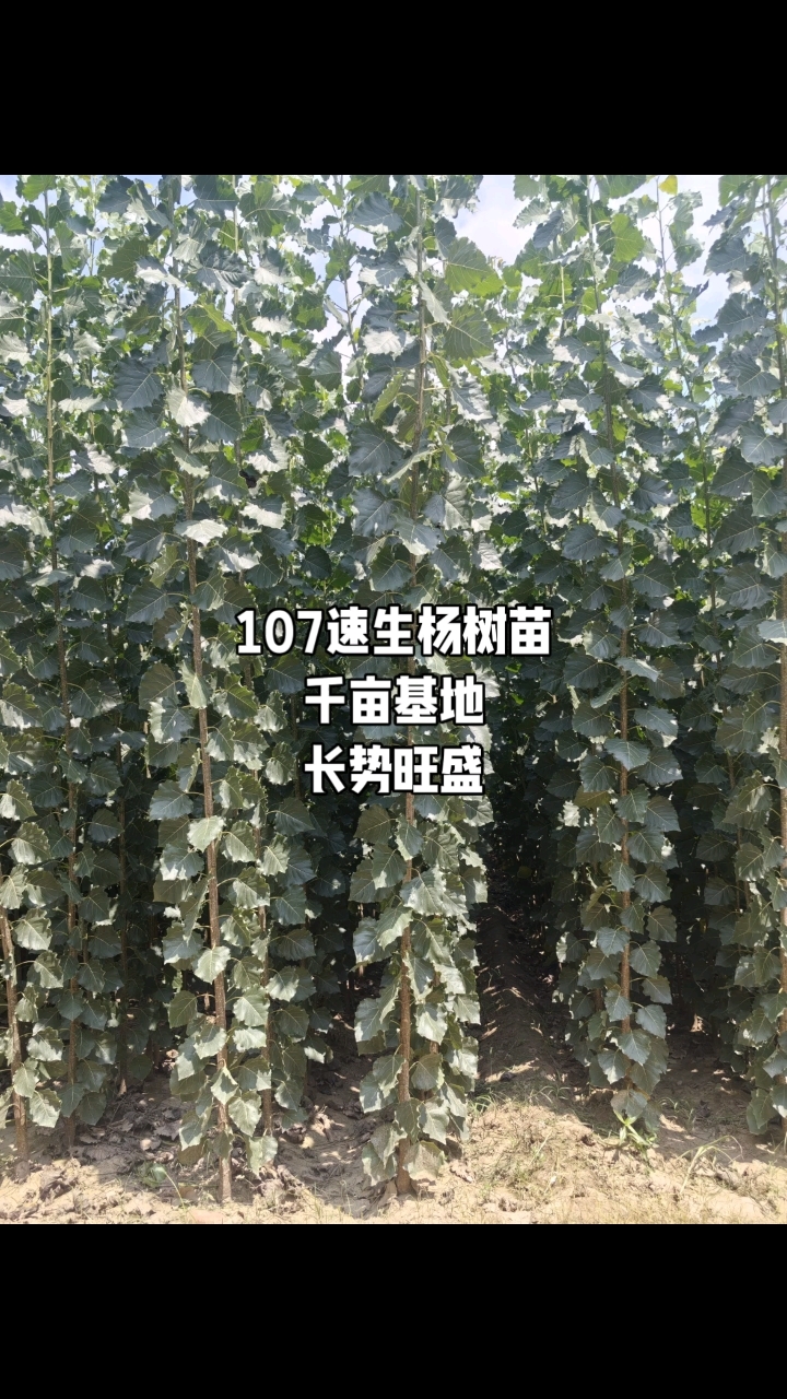 107杨树苗基地实景