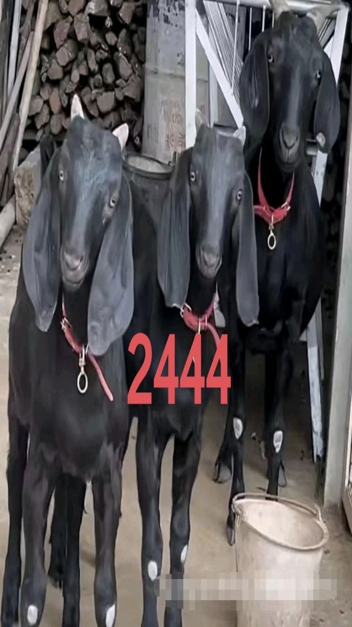 努比亚黑山羊,全国可发货