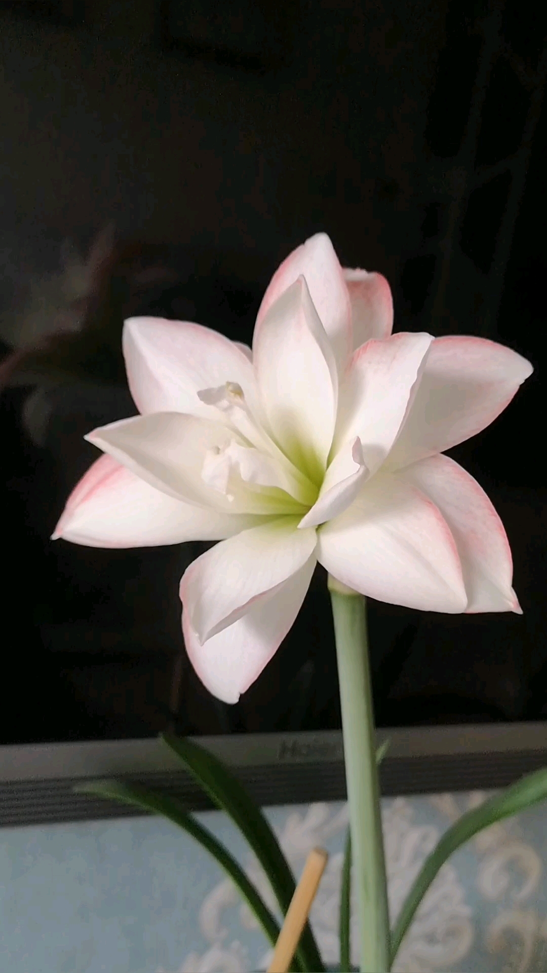 朱顶红曦荷开花了,4 的球,这是来报恩的哈哈,中型花朵,雅致-度小视