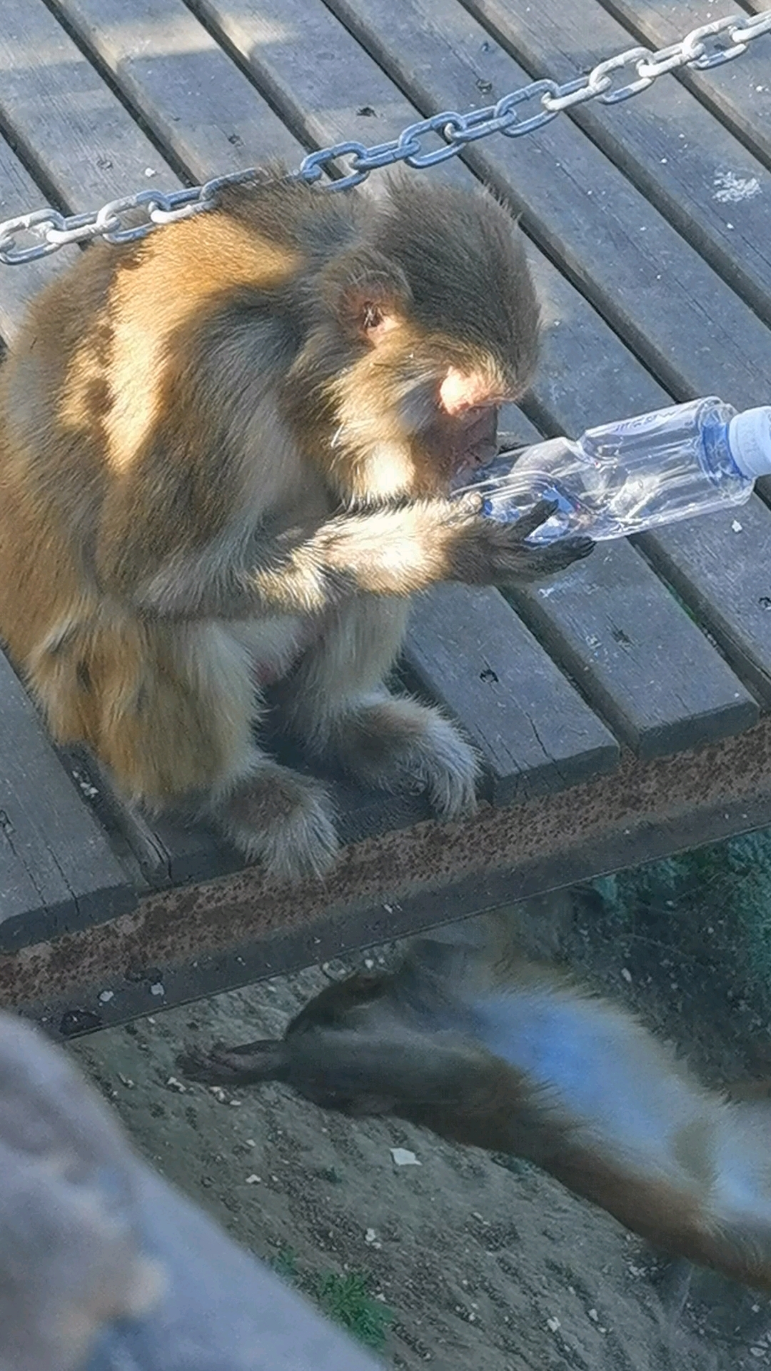 聪明的猴子,自己咬开矿泉水瓶开始喝水!