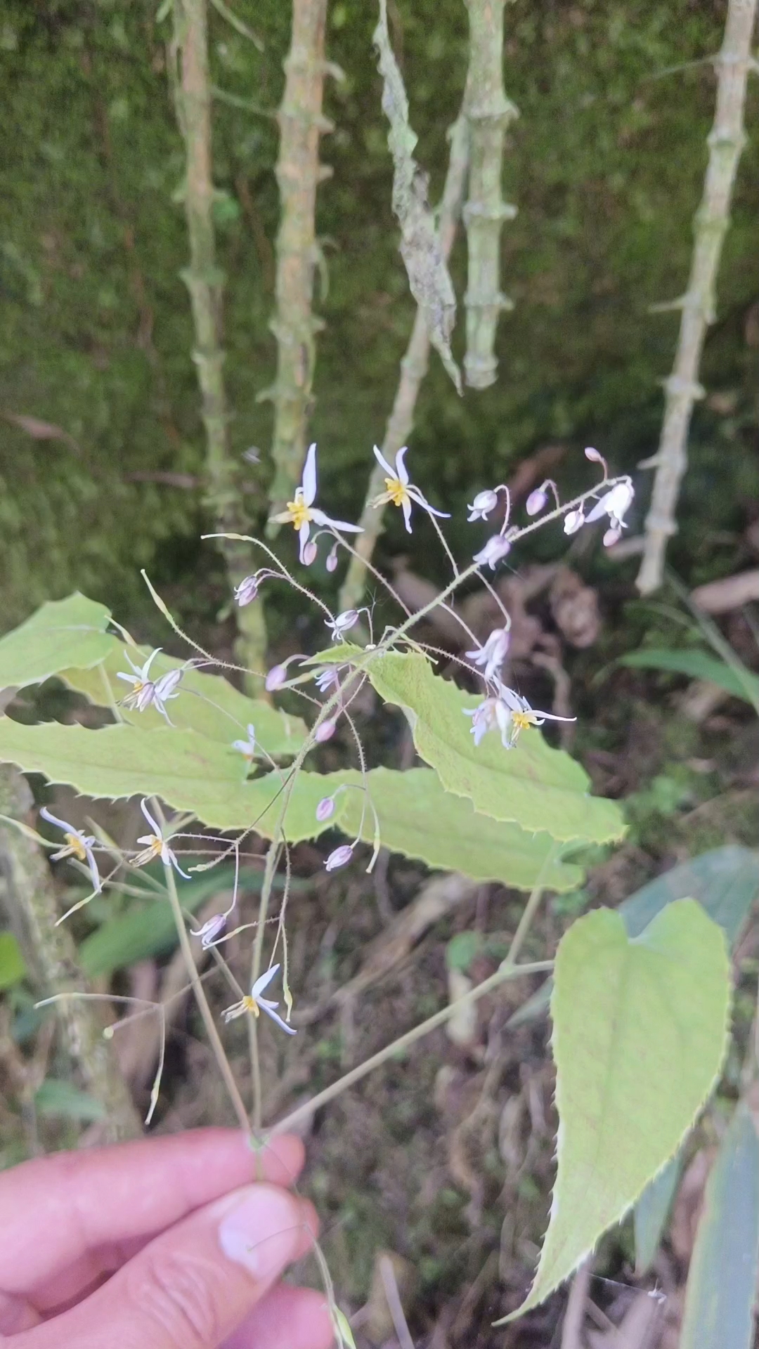 四川川西大山里的野生淫羊藿花太美了