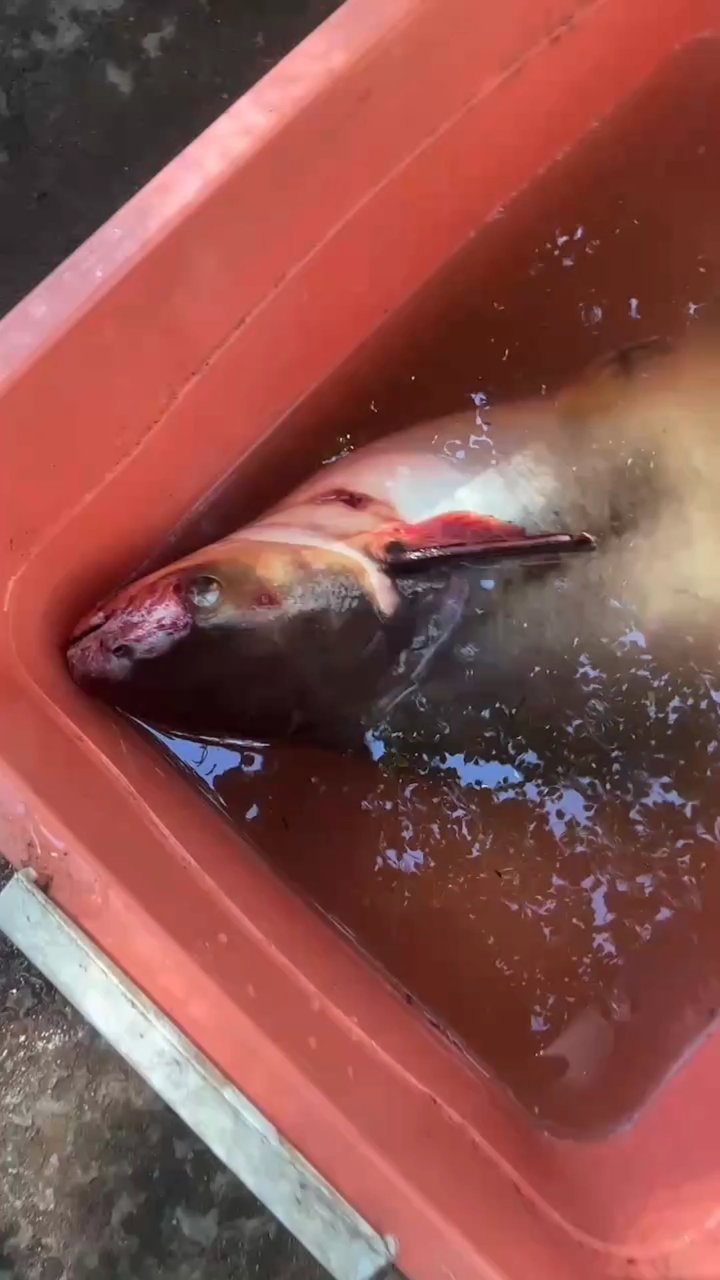水库大鱼十几斤一条