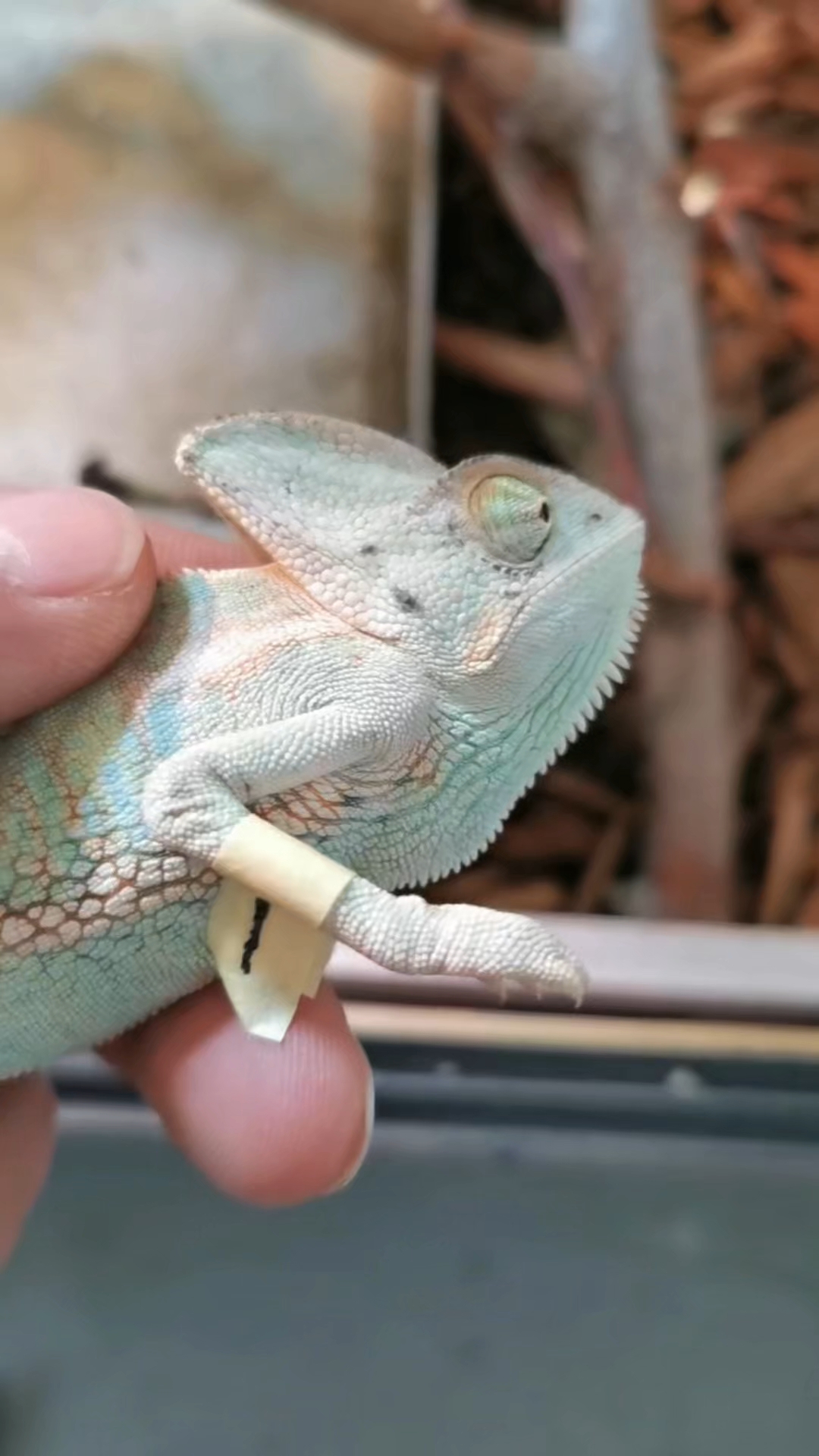 神奇的高冠变色龙,好养好玩