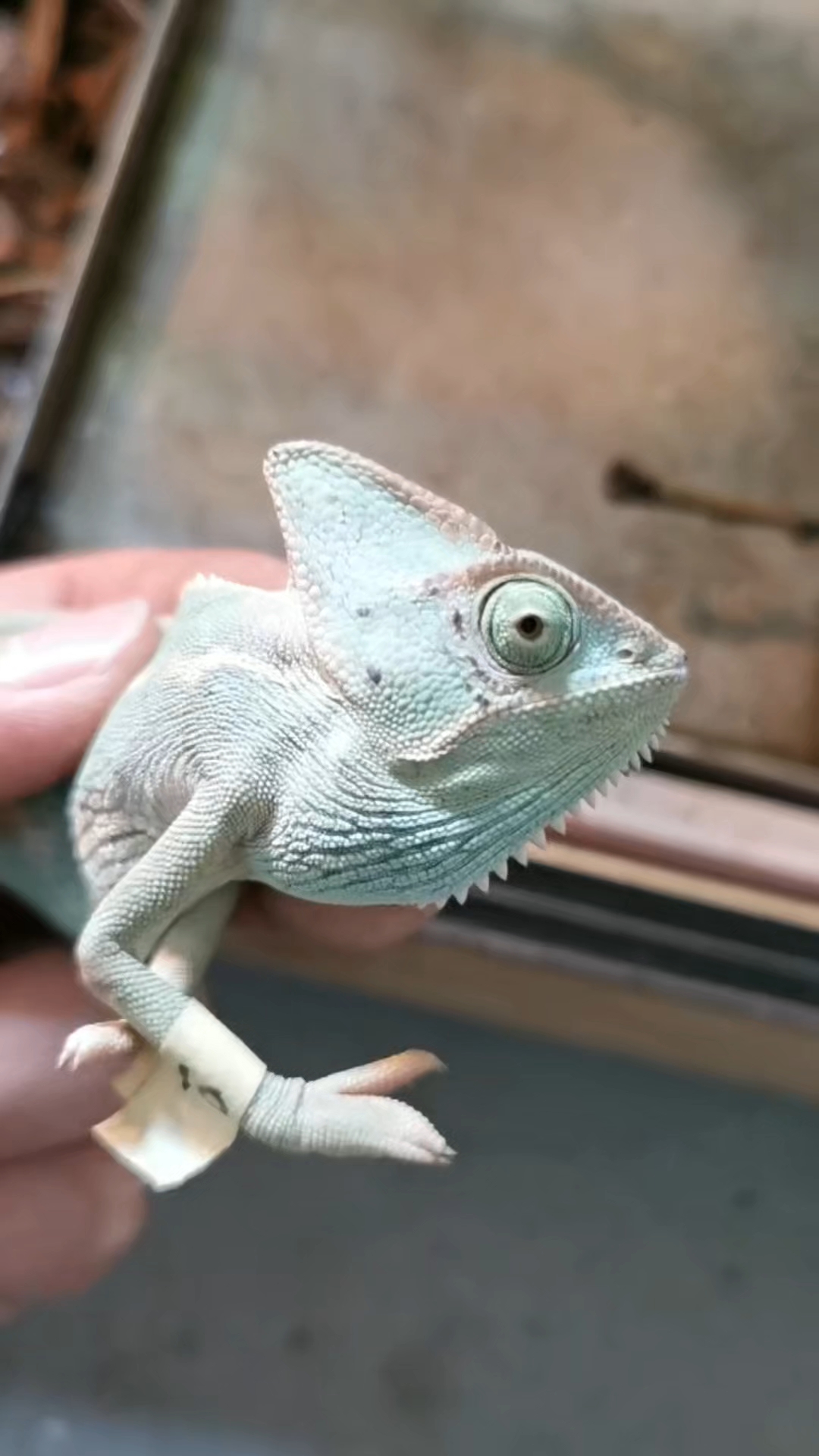 神奇的高冠变色龙,好养好玩