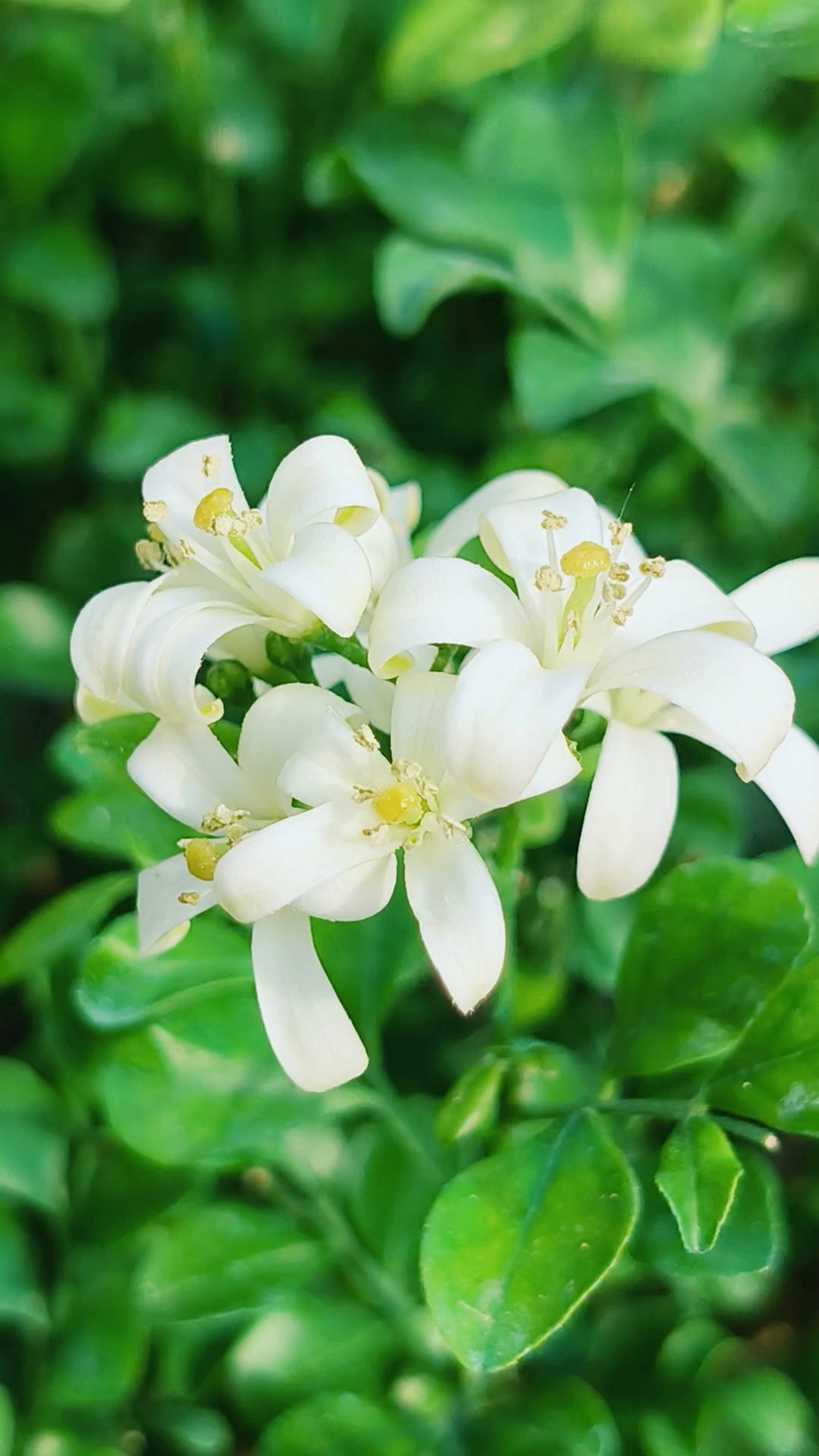 七里香!听歌赏花!