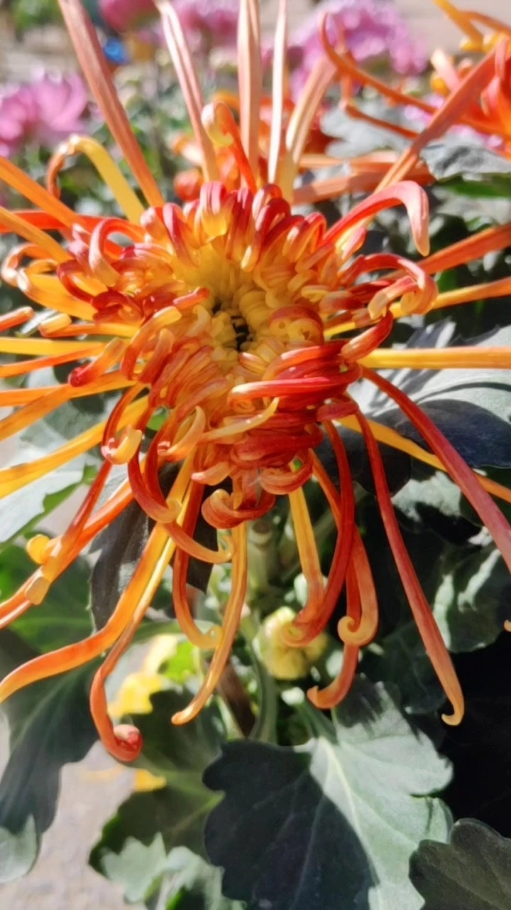 菊花朵朵爆满山!