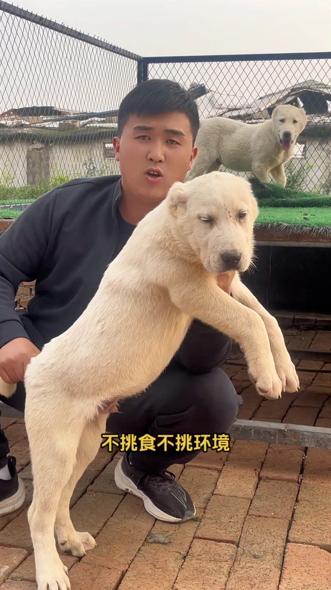 纯白色大骨架中亚牧羊犬幼犬