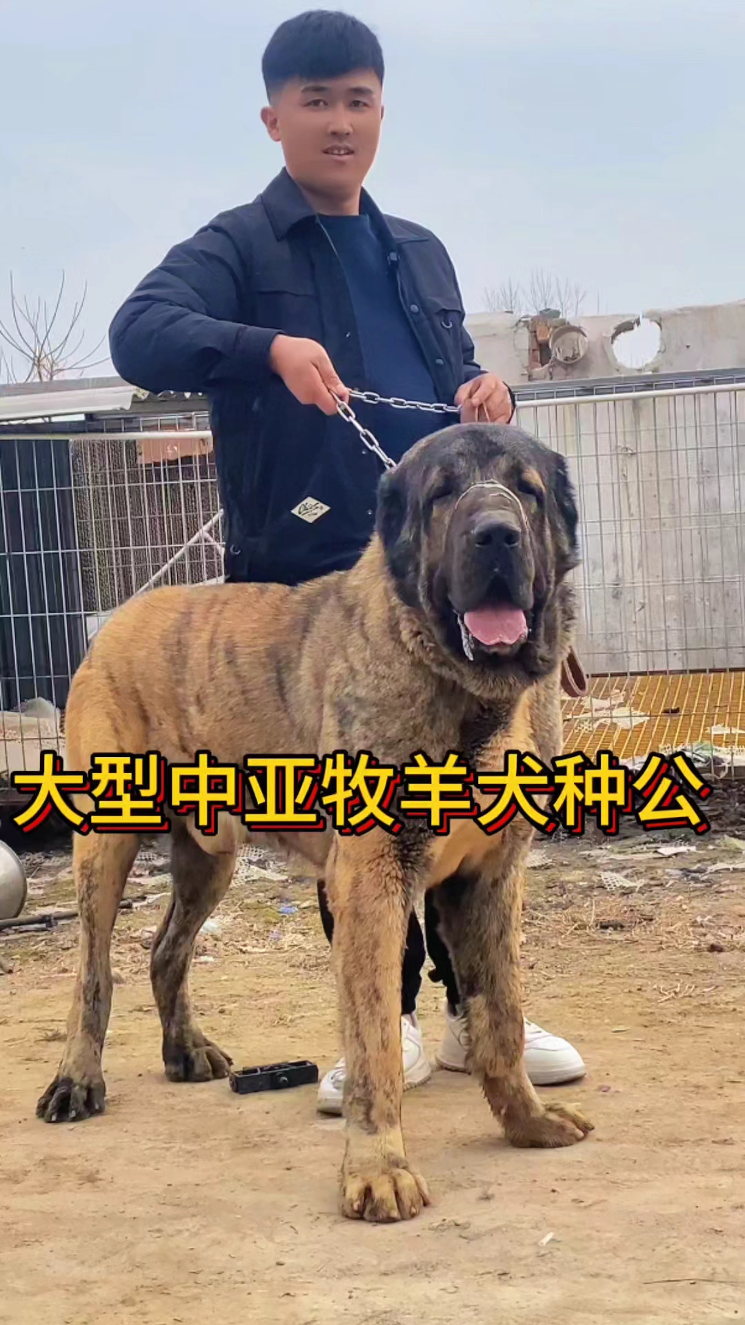 能涨到200多斤的大型中亚牧羊犬