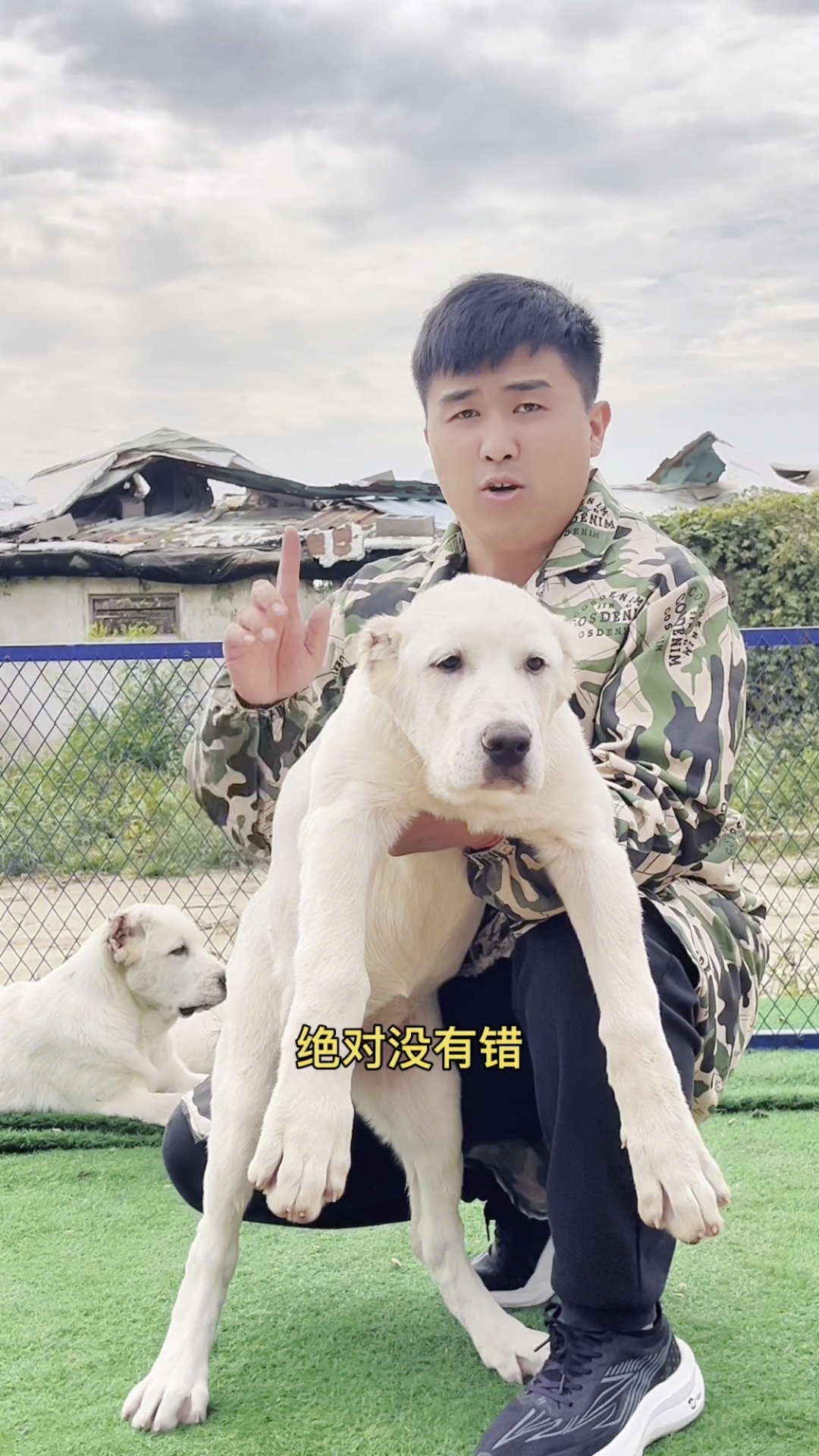 纯白色中亚牧羊犬大骨架