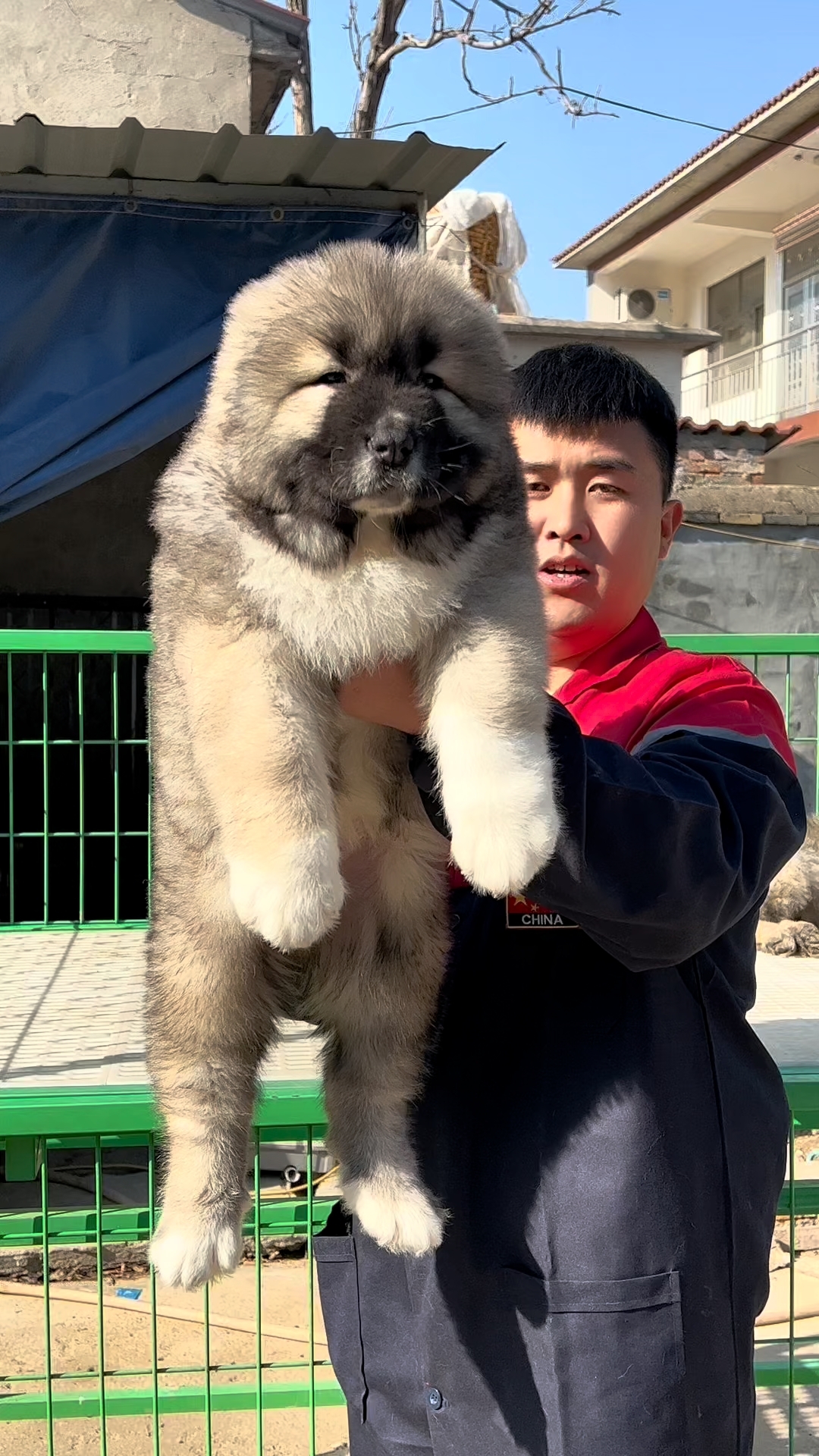 大型熊版高加索犬