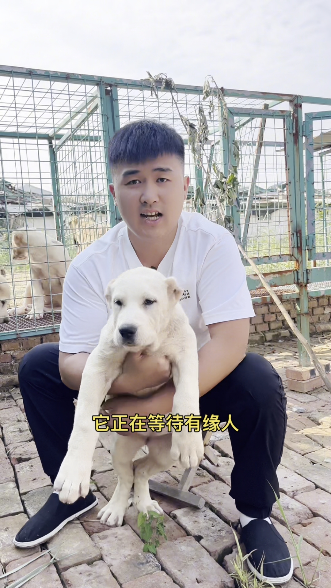 纯白色中亚牧羊犬