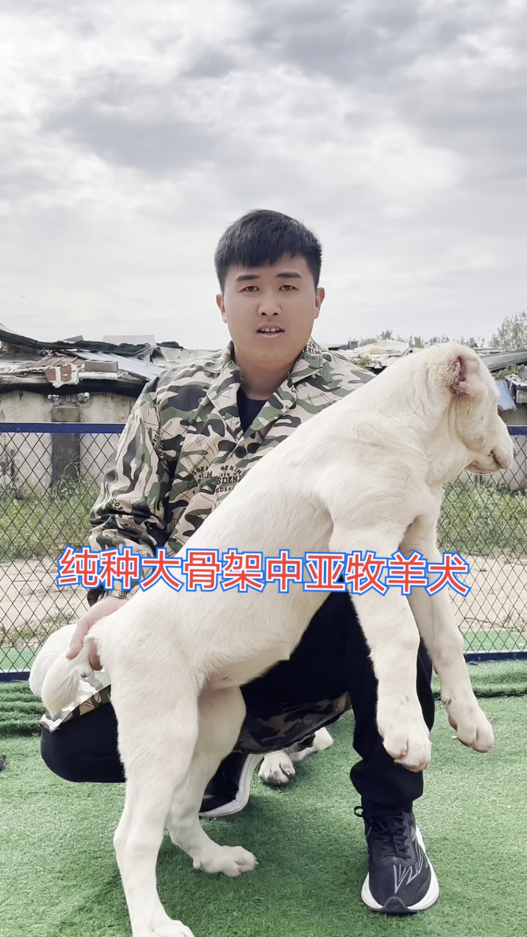 纯白色中亚牧羊犬大骨架