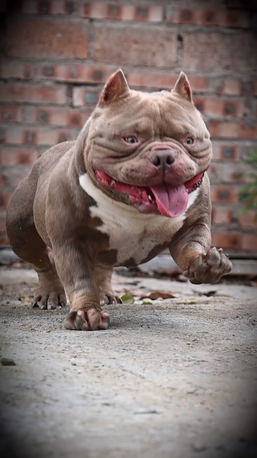 恶霸犬的爆发力还是很惊人的 恶霸犬 福建恶霸犬