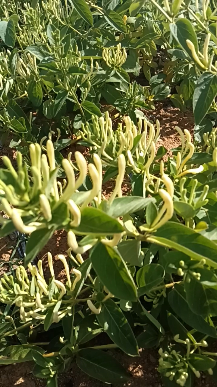 百花一号金银花,不开花好采摘,产量高易种植