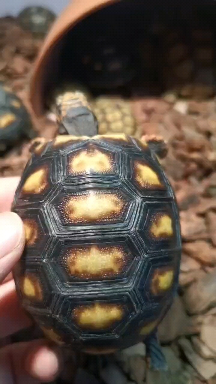 老版红腿陆龟,喜欢就撕