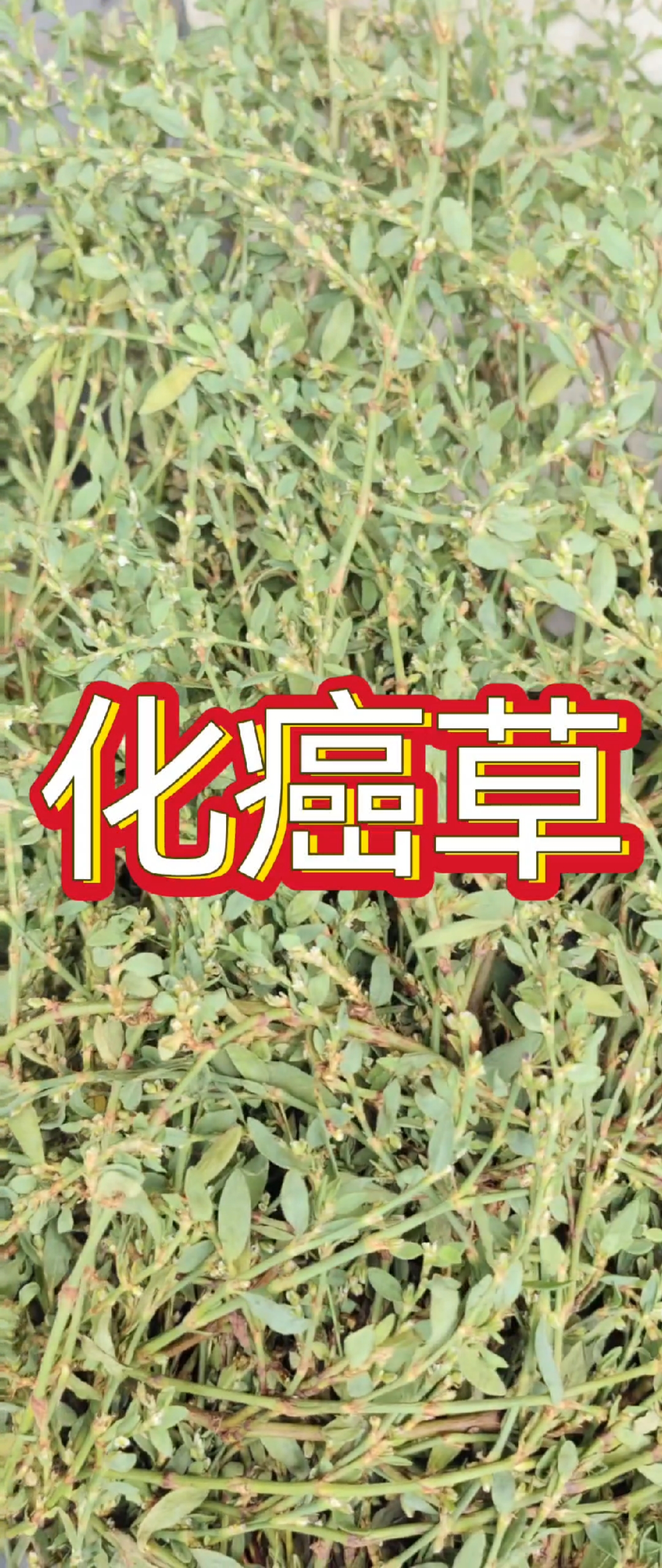 化癌草 找到它有希望 加油 别放弃