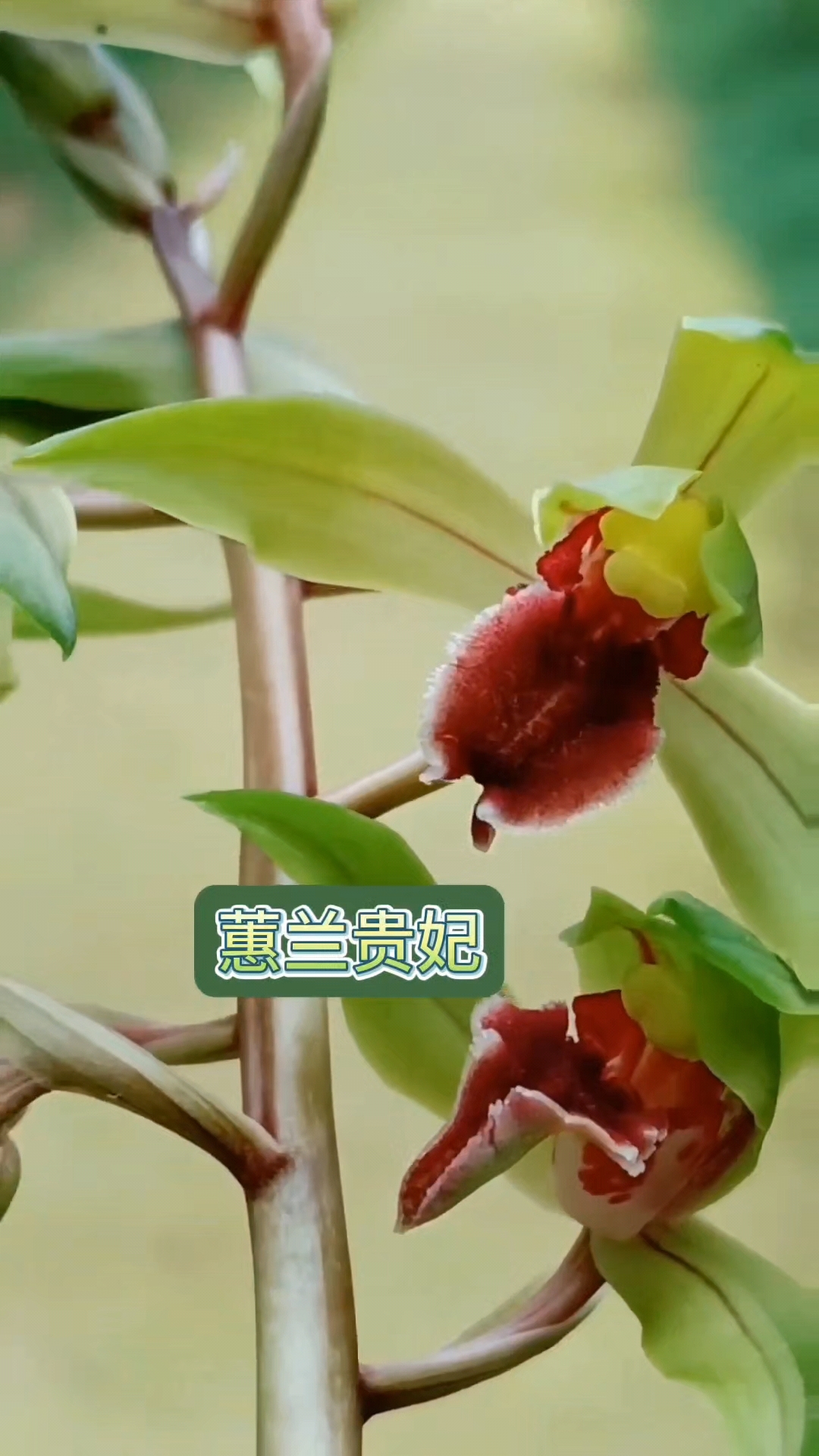 蕙兰贵妃醉酒分苗