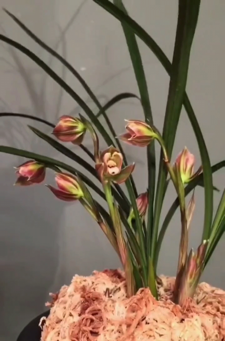 春兰龙梅300一盆