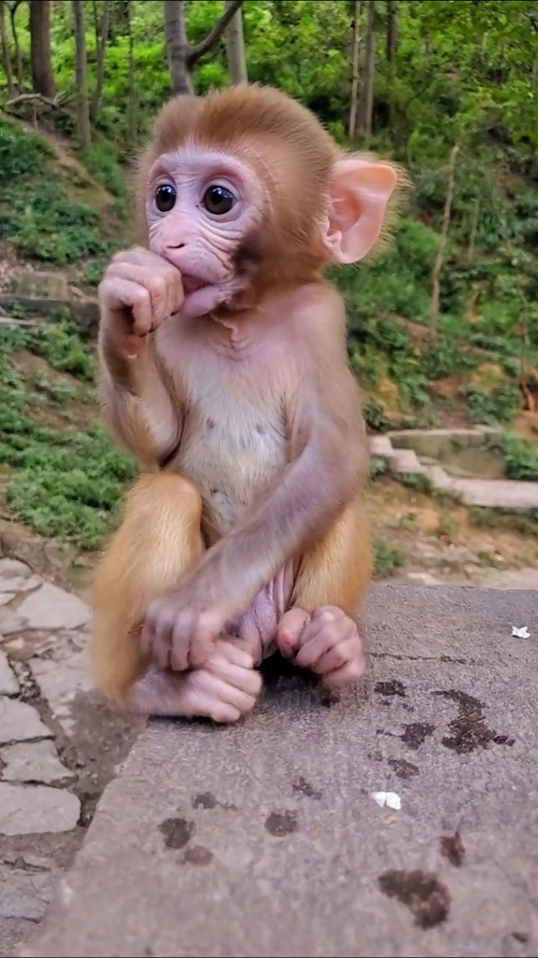 英俊帅气的小公猴